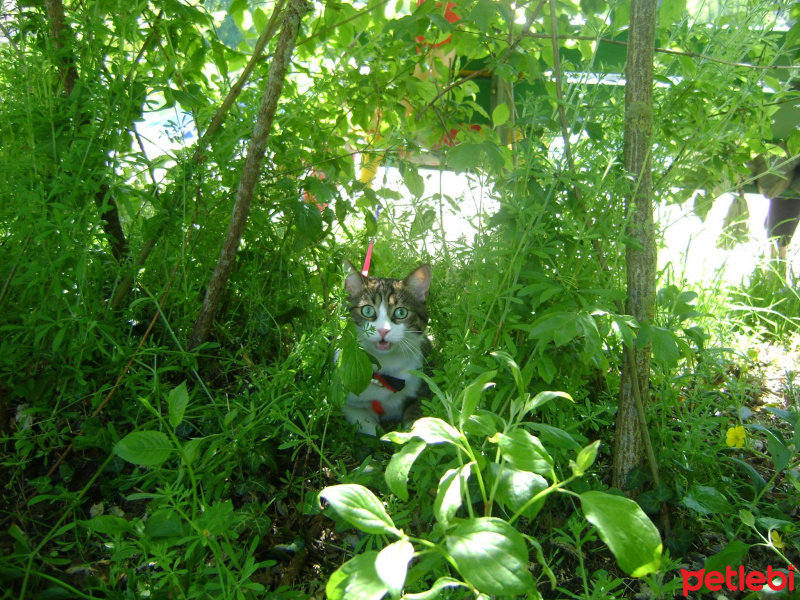 Tekir Kedi, Kedi  boncuk fotoğrafı