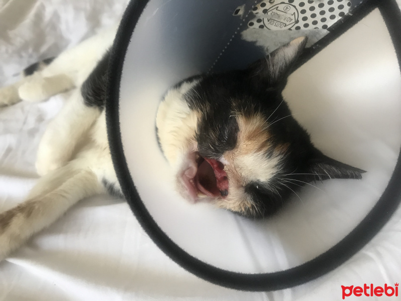 Tekir Kedi, Kedi  İnci fotoğrafı