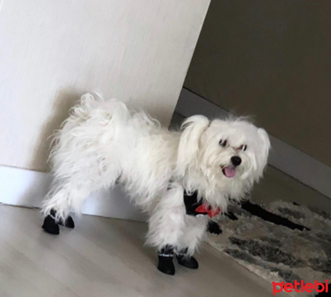 Maltese, Köpek  köpük fotoğrafı