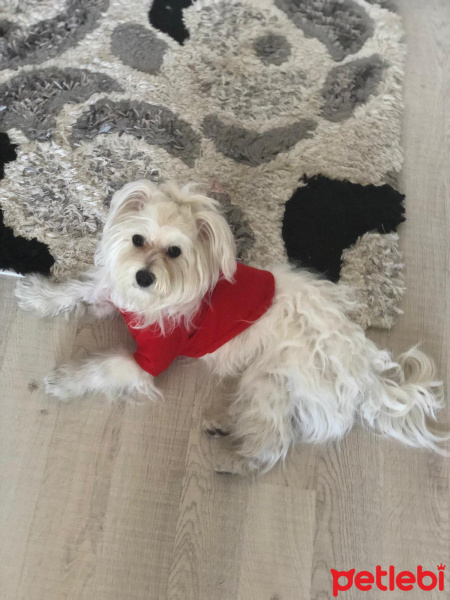 Maltese, Köpek  köpük fotoğrafı