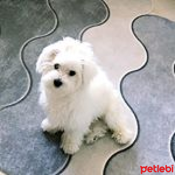 Maltese, Köpek  köpük fotoğrafı