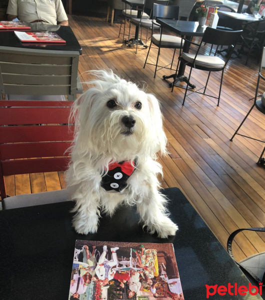 Maltese, Köpek  köpük fotoğrafı