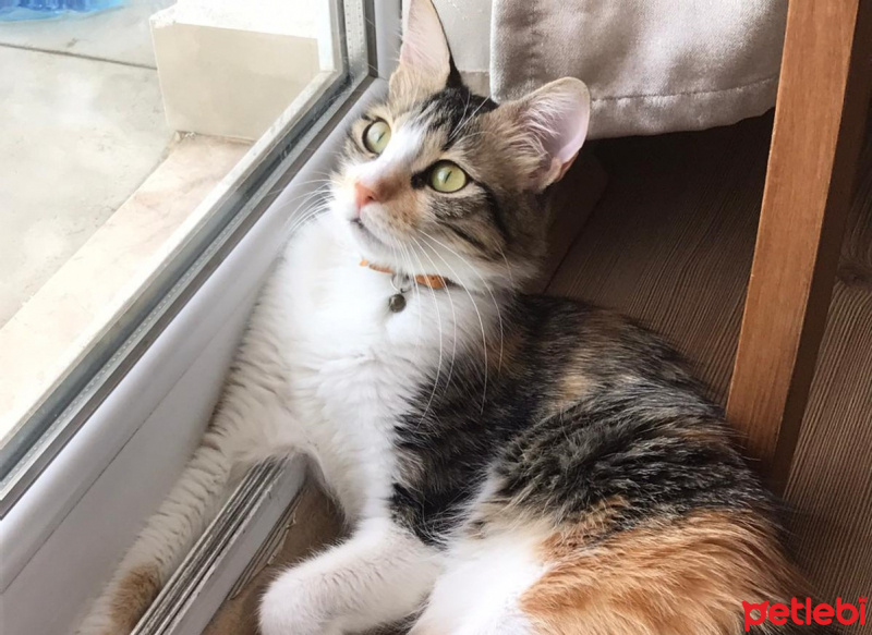 Tekir Kedi, Kedi  Raven fotoğrafı