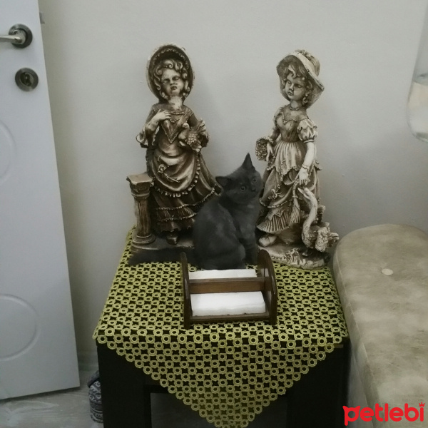 British Shorthair, Kedi  Tokyo fotoğrafı