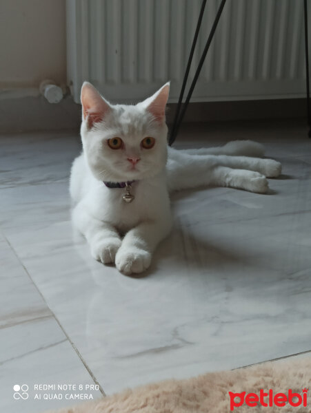 Chinchilla, Kedi  Haydar fotoğrafı