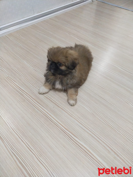 Pekingese, Köpek  Çakıl fotoğrafı