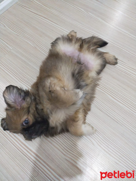 Pekingese, Köpek  Çakıl fotoğrafı