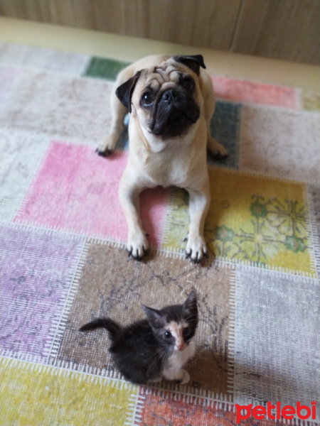 Pug, Köpek  Paşa fotoğrafı