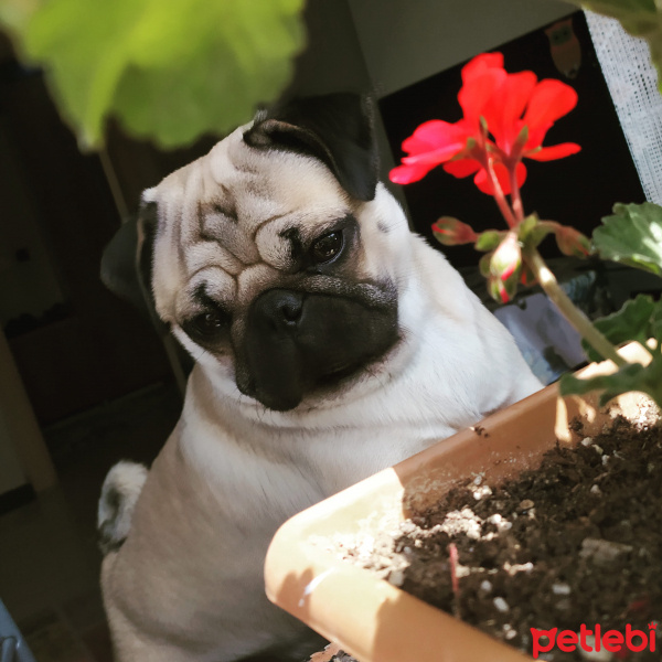 Pug, Köpek  Paşa fotoğrafı