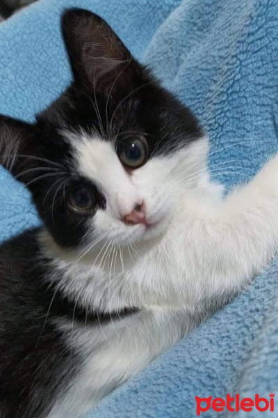 Tuxedo (Smokin) Kedi, Kedi  sinek fotoğrafı