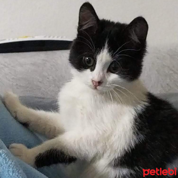 Tuxedo (Smokin) Kedi, Kedi  sinek fotoğrafı