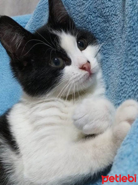 Tuxedo (Smokin) Kedi, Kedi  sinek fotoğrafı