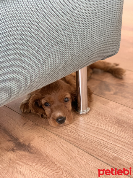 İngiliz Cocker Spaniel, Köpek  Pekmez fotoğrafı