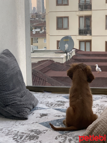 İngiliz Cocker Spaniel, Köpek  Pekmez fotoğrafı