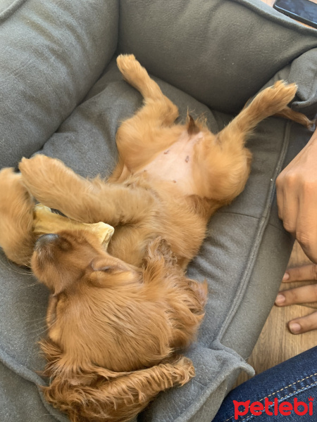 İngiliz Cocker Spaniel, Köpek  Pekmez fotoğrafı