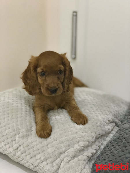 İngiliz Cocker Spaniel, Köpek  Pekmez fotoğrafı