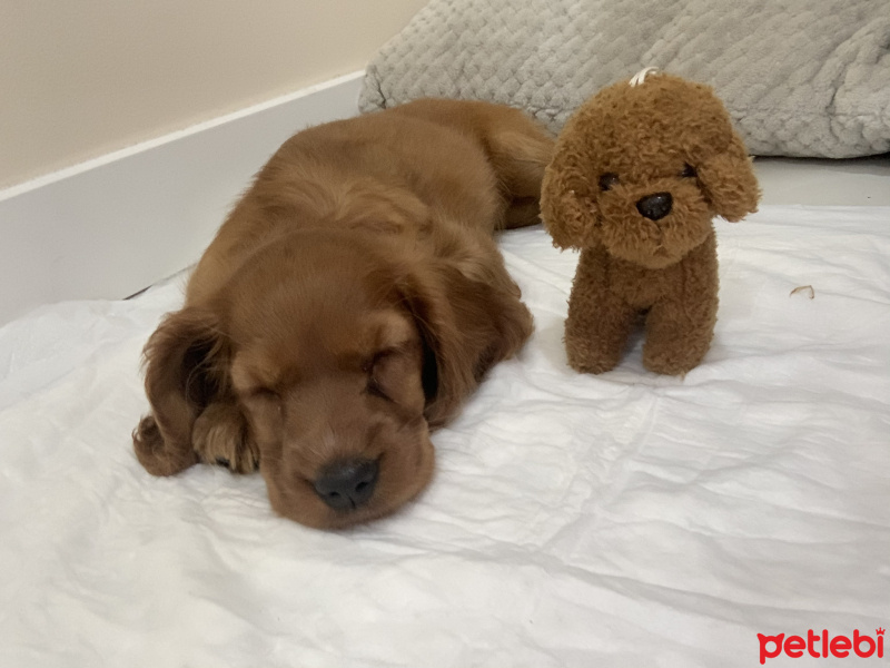 İngiliz Cocker Spaniel, Köpek  Pekmez fotoğrafı