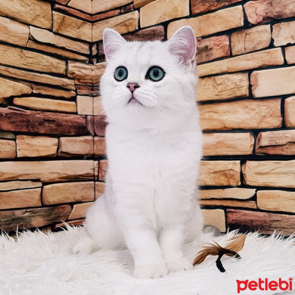 British Shorthair, Kedi  Mia fotoğrafı