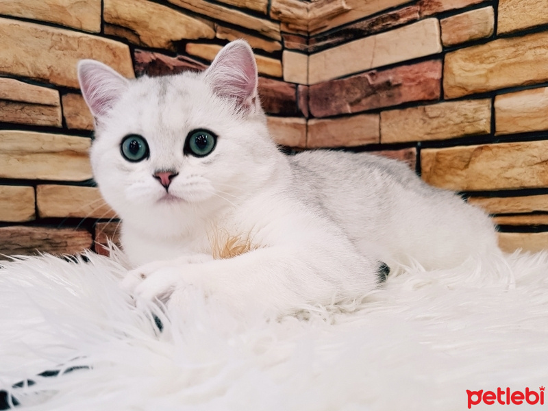 British Shorthair, Kedi  Mia fotoğrafı
