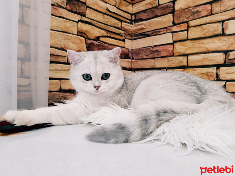 British Shorthair, Kedi  Mia fotoğrafı