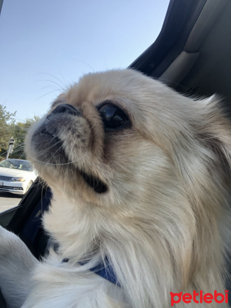 Pekingese, Köpek  Çakıl fotoğrafı