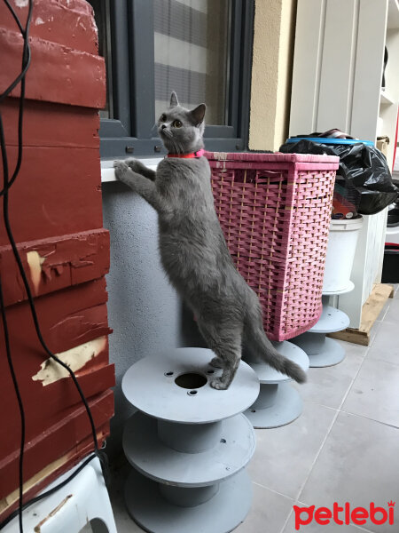 British Shorthair, Kedi  Mocha fotoğrafı