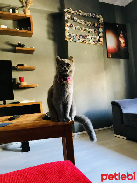 British Shorthair, Kedi  Mocha fotoğrafı