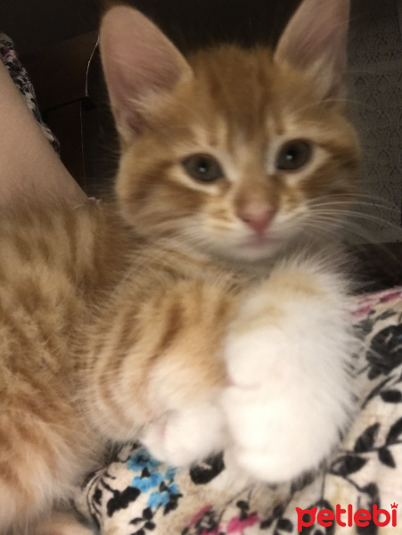 Sarman, Kedi  Pofuduk fotoğrafı