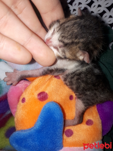 Tekir Kedi, Kedi  Şanslı fotoğrafı