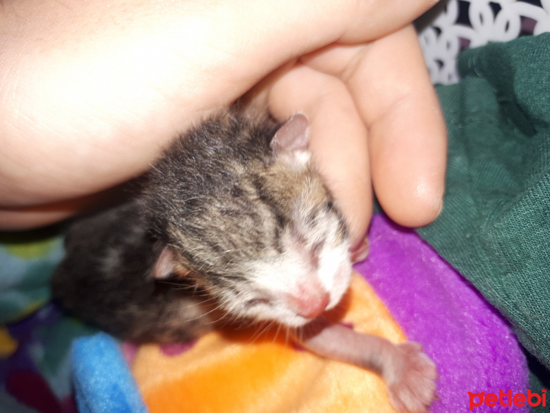 Tekir Kedi, Kedi  Şanslı fotoğrafı