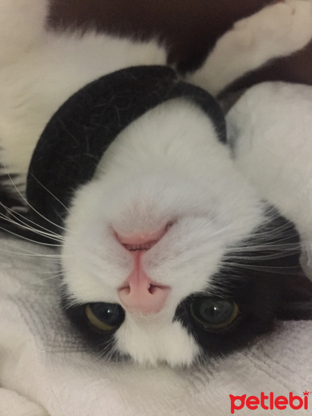 Tuxedo (Smokin) Kedi, Kedi  Lucsy fotoğrafı