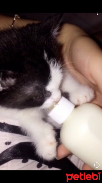 Tuxedo (Smokin) Kedi, Kedi  Lucsy fotoğrafı