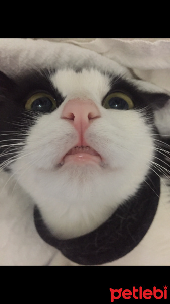 Tuxedo (Smokin) Kedi, Kedi  Lucsy fotoğrafı