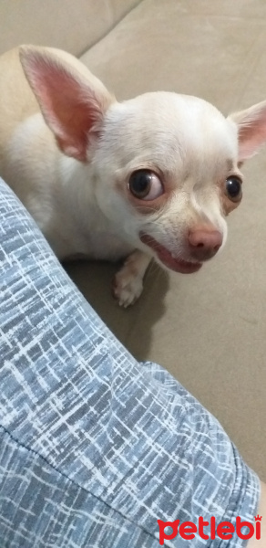 Chihuahua, Köpek  Badem fotoğrafı