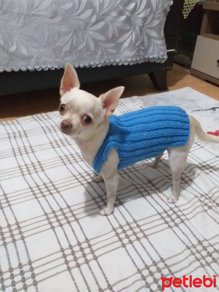 Chihuahua, Köpek  Badem fotoğrafı