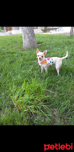 Chihuahua, Köpek  Badem fotoğrafı