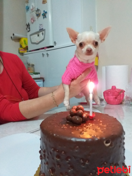 Chihuahua, Köpek  Badem fotoğrafı