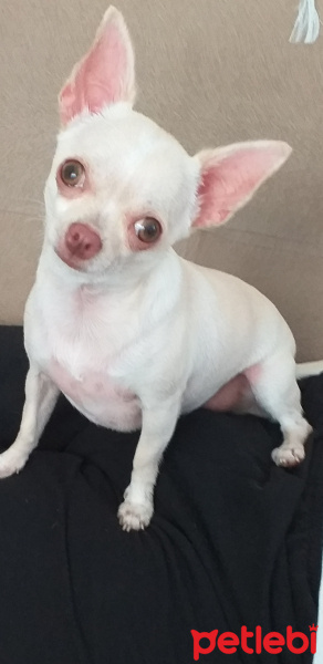 Chihuahua, Köpek  Badem fotoğrafı