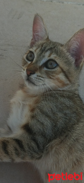 Tekir Kedi, Kedi  Lima fotoğrafı