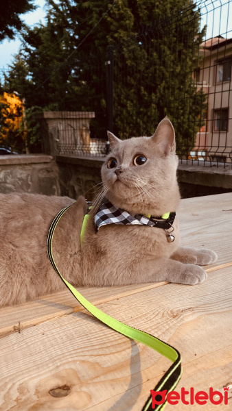 British Shorthair, Kedi  Mars fotoğrafı