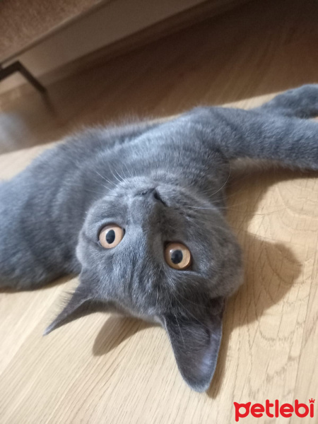 British Shorthair, Kedi  Oscar fotoğrafı