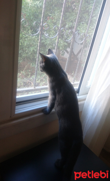 British Shorthair, Kedi  Oscar fotoğrafı
