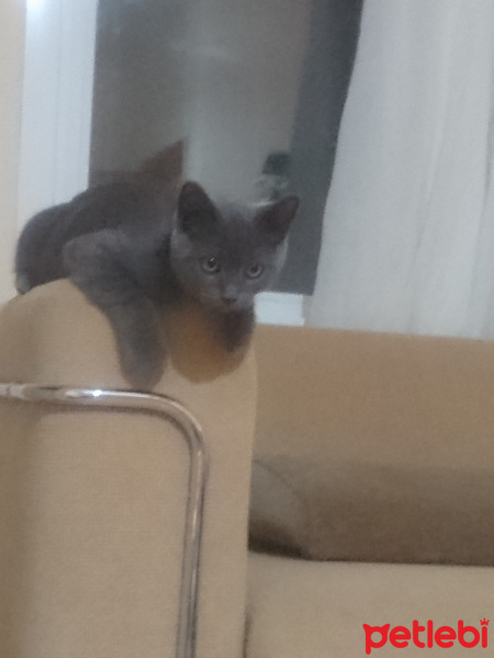 British Shorthair, Kedi  Oscar fotoğrafı