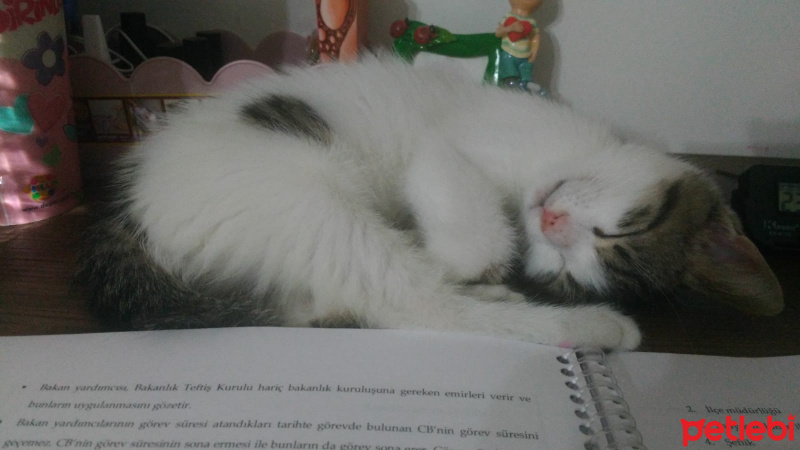 Tekir Kedi, Kedi  Pamuk fotoğrafı