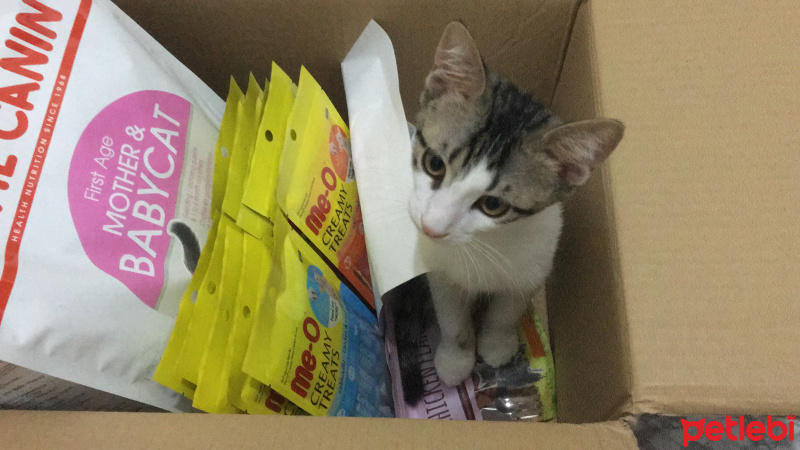 Tekir Kedi, Kedi  Pamuk fotoğrafı