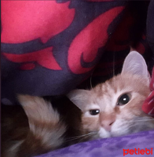 Sarman, Kedi  olivia fotoğrafı