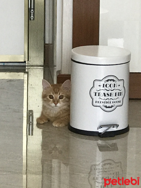 Sarman, Kedi  Simba fotoğrafı