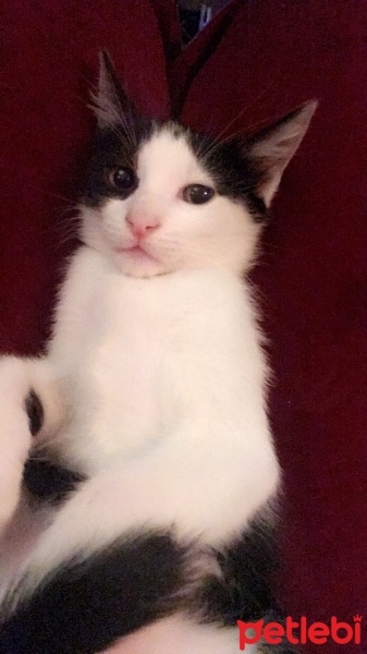 Soke, Kedi  Mirket fotoğrafı