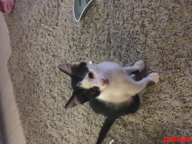 Soke, Kedi  Mirket fotoğrafı