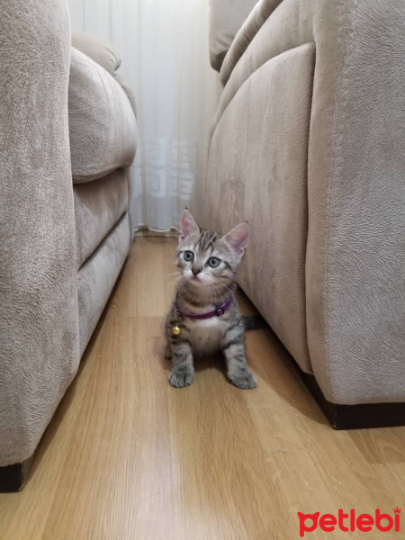 British Shorthair, Kedi  Gofret fotoğrafı
